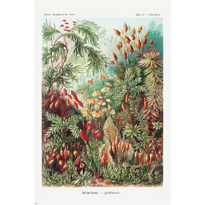 Mos en Paddestoelen van Ernst Haeckel - Maxi Poster (710)