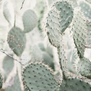 Cactus - Mini Poster (937)