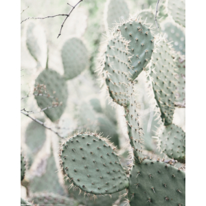Cactus - Mini Poster (937)