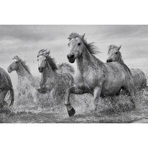 Camargue Horses - Maxi Poster (691F)