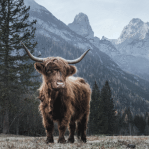 Highland Cow - Mini Poster (934)