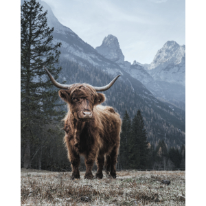 Highland Cow - Mini Poster (934)
