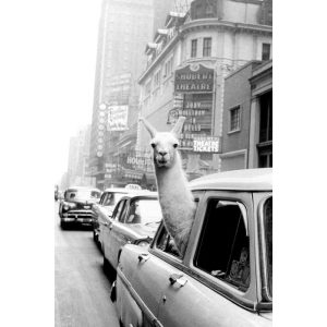 A Llama In Times Square - Maxi Poster (677)