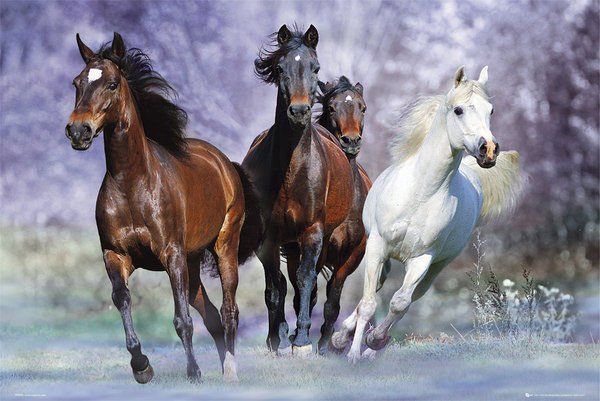 Paarden Bob Langrish - Maxi Poster kopen? EXPO