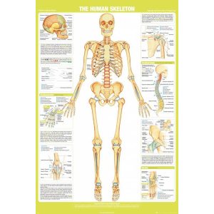 Chartex Skelet - Maxi Poster (654)