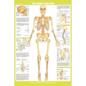 Chartex Skeleton - Maxi Poster (654)