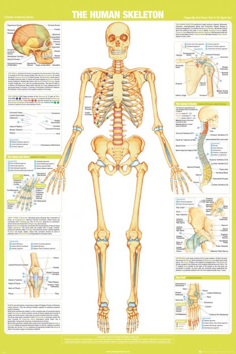 Chartex Skeleton - Maxi Poster (654)