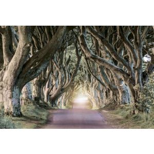 Dark Hedges - Maxi Poster