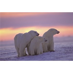 Glasschilderij 3 ijsberen