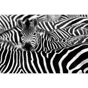 Glasschilderij Zebra