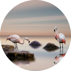 Glasschilderij Flamingo - rond 80cm