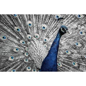 Glasschilderij Pauw - Peacock - 80 x 120