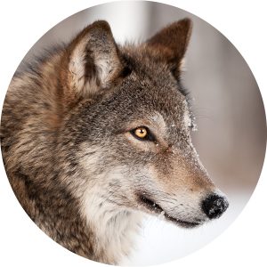 Glasschilderij Wolf portret - rond 80cm