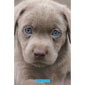 Keith Kimberlin: Puppies Blue Eyes - Maxi Poster (B-621)